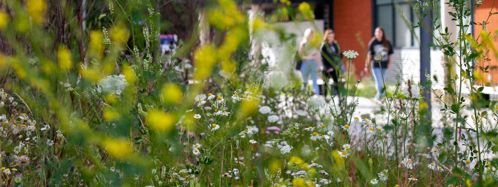 Wildflowers on Brayord Pool Campus