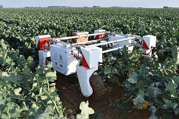 Agri-Robot in Broccoli Field