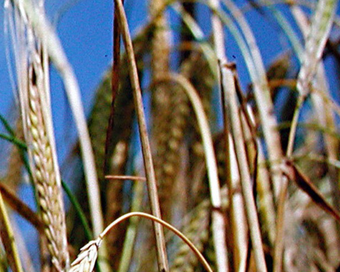 Wheat Crops