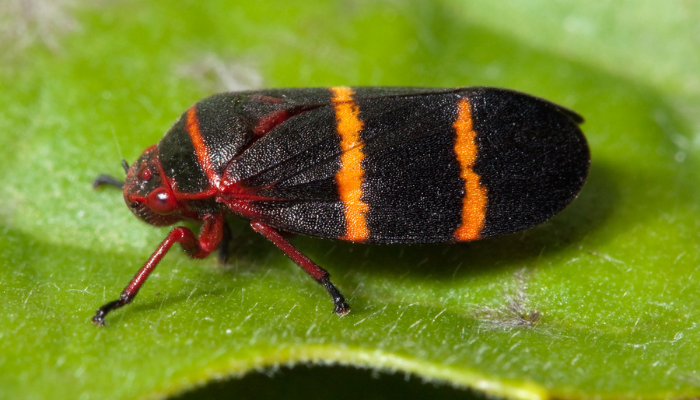 Image of a froghopper