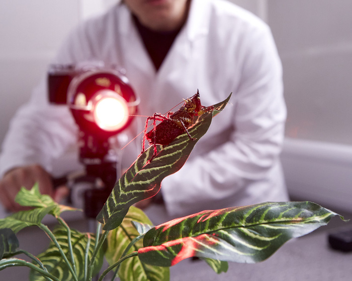 Research students working with a bush cricket