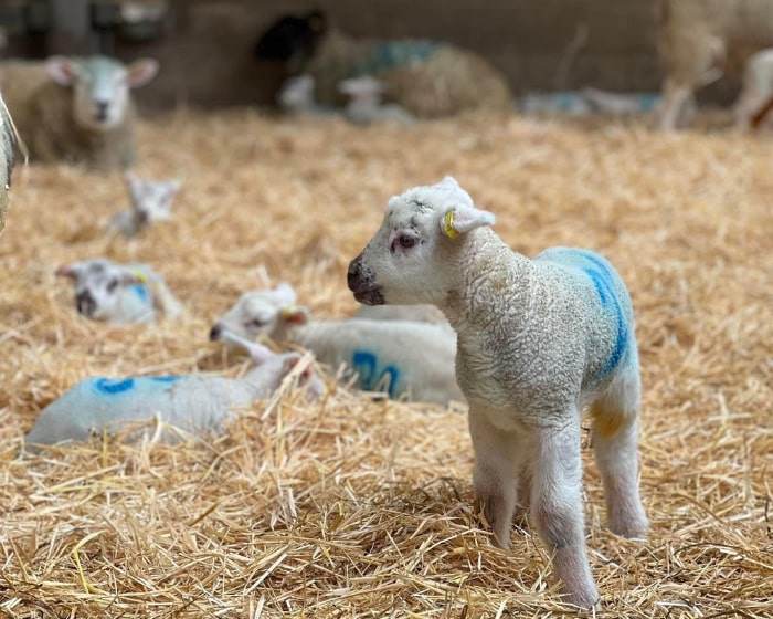 Lambs sat on hay