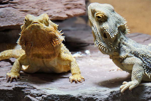 Two lizards standing on a rock