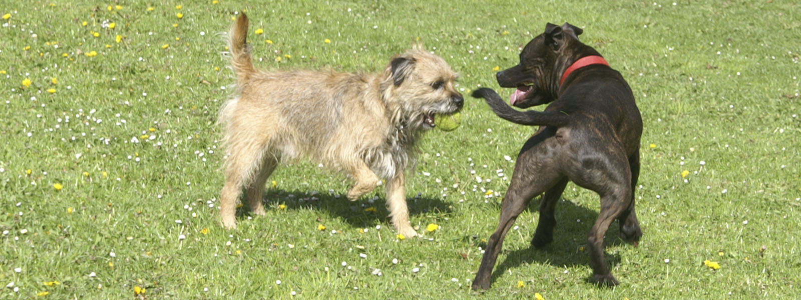 Two dogs playing in a park
