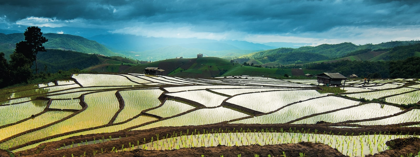 A view of rice fields