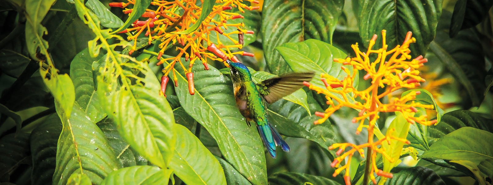 Biology-Masthead-1600x600