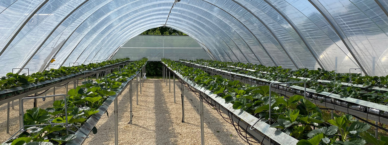 Inside a large greenhouse