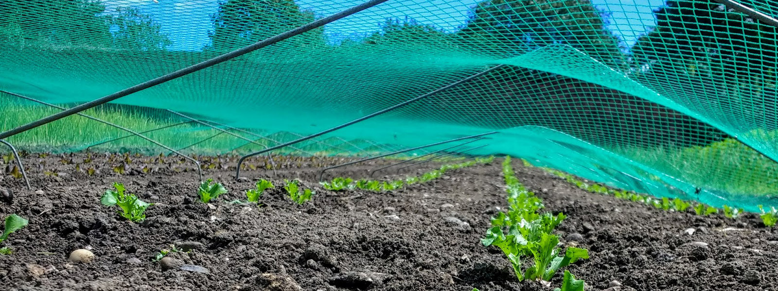 Soil and plants covered by netting