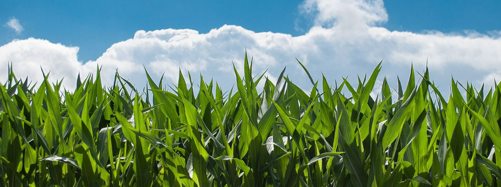 Blue sky and green fields