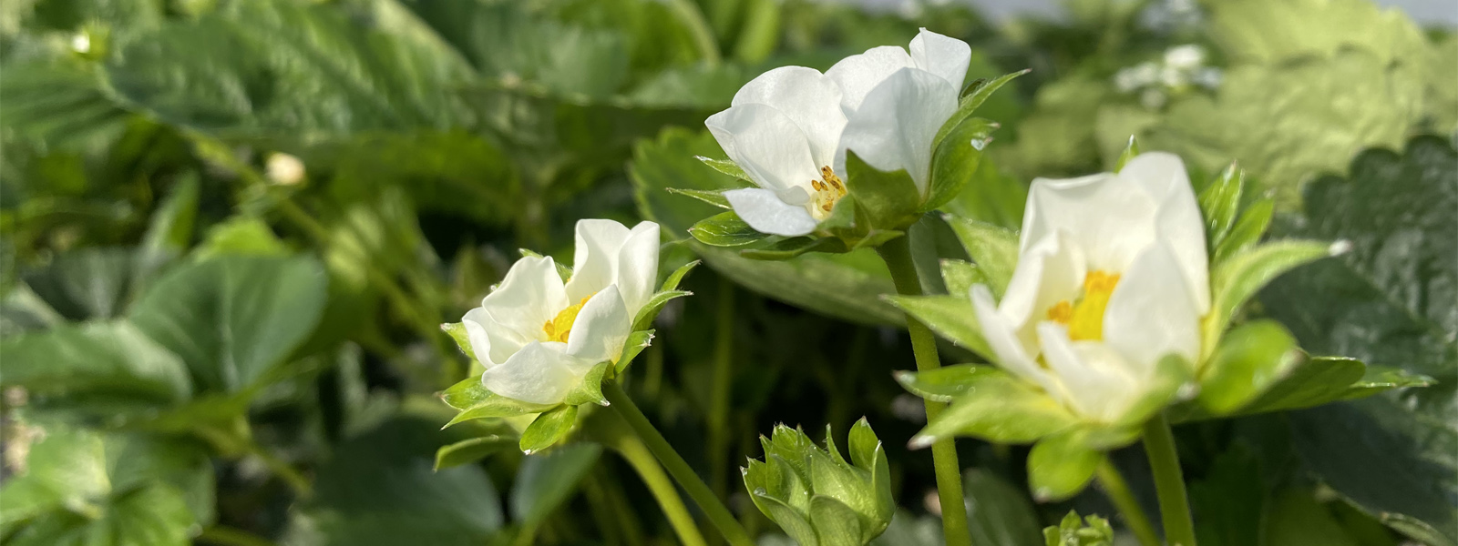 Strawberry flowers growing in a large greenhouse