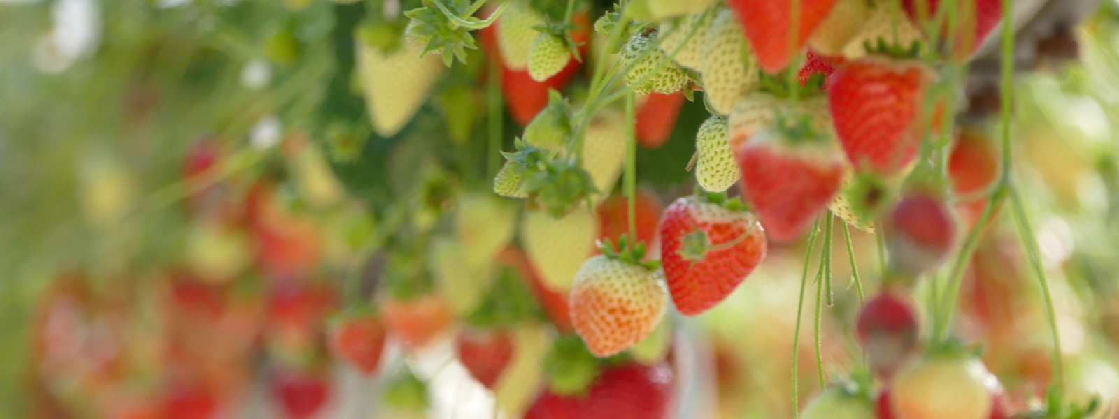 Strawberries growing on the vine