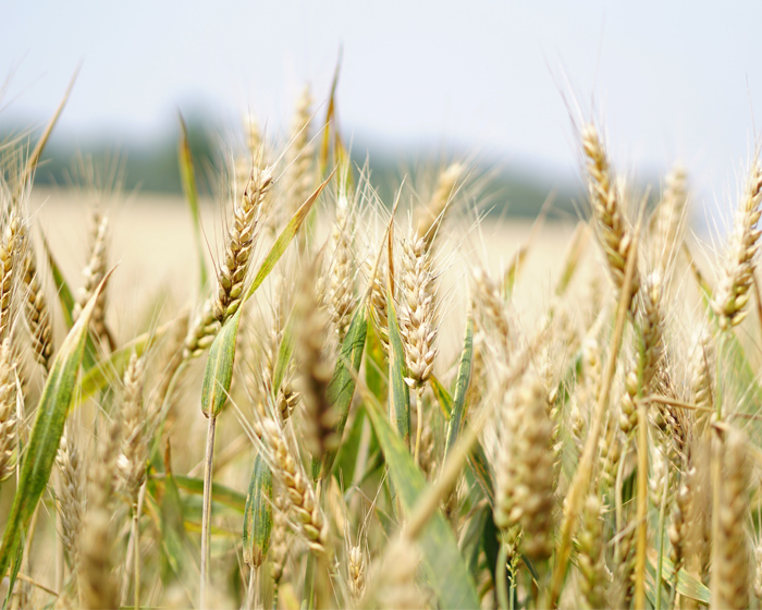 A wheat field in the sunshine