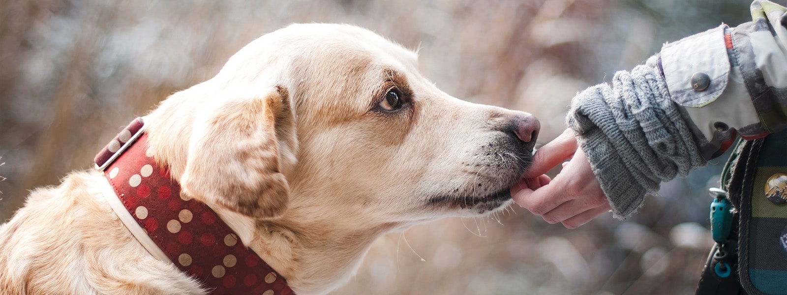 A dog with its owner