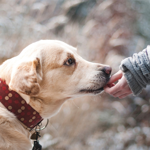 A dog with its owner