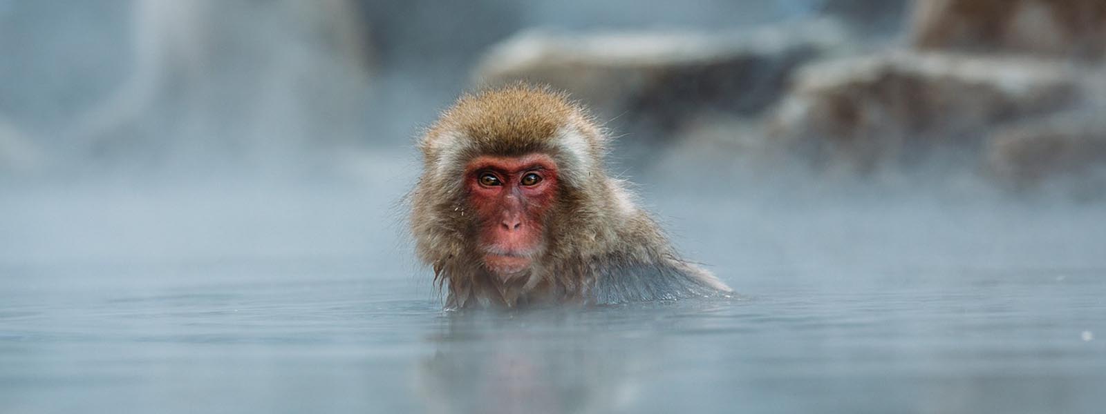 A Macaque Monkey bathing
